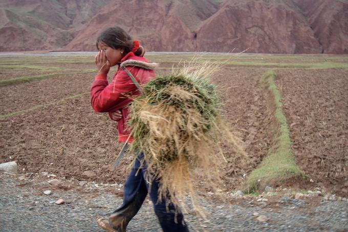 Girls play an important role in both agricultural and pastoral work on the Tibetan Plateau. As a result, many never have the opportunity to study beyond their first few years of school. Collecting the harvest in Chentsa County